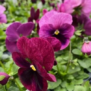 Pansy Matrix Pink Shades