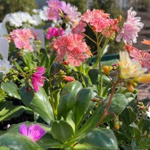 Lewisia cotyledon Rainbow