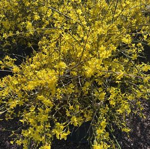 Jasminium nudiflorum 