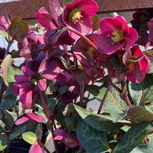 Helleborus Frostkiss&reg; Anna's Red