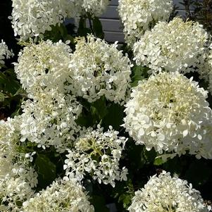 Hydrangea paniculata Puffer Fish&REG;