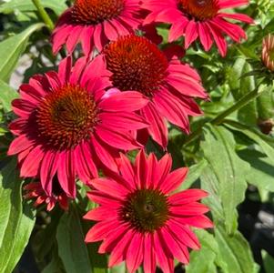 Echinacea Sombrero&reg; Baja Burgundy