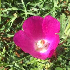 Callirhoe involucrata 