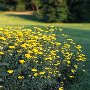 Achillea x Moonshine