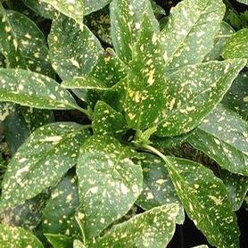 Aucuba japonica Variegata