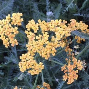 Achillea x Terracotta