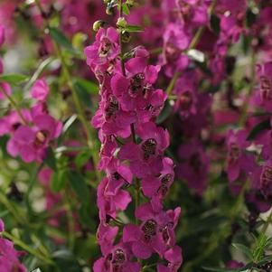 Angelonia Archangel™ Raspberry