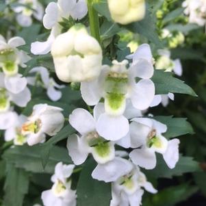 Angelonia Archangel™ White