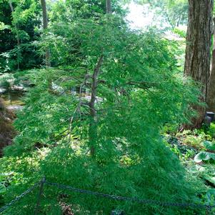 Acer palmatum var. dissectum Viridis