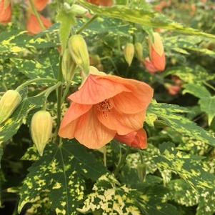 Abutilon Variegata