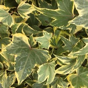 Hedera helix Yellow Ripple