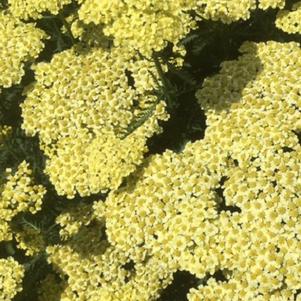 Achillea millefolium Sunny Seduction