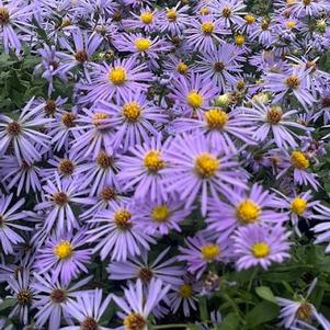 Aster oblongifolius Raydon's Favorite