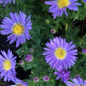 Aster Wood's Blue