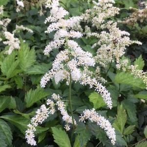 Astilbe x arendsii Deutschland