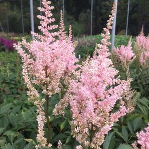 Astilbe x arendsii Erika