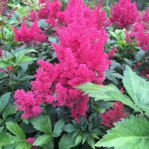 Astilbe japonica Montgomery