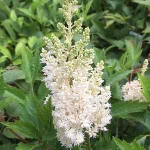 Astilbe x arendsii White Gloria