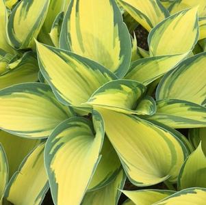 Hosta June