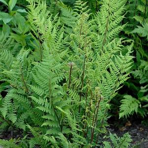 Athyrium filix-femina var. angustum Lady in Red
