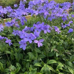 Phlox divaricata Blue Moon