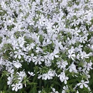 Phlox divaricata May Breeze