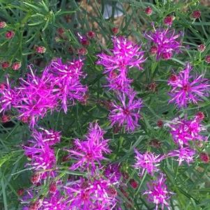 Vernonia letermannii Iron Butterfly