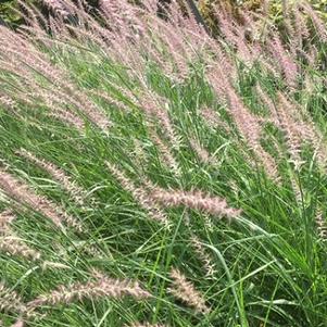 Pennisetum orietale Karley Rose