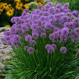 Allium Millenium