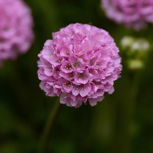 Armeria Dreameria® Sweet Dreams