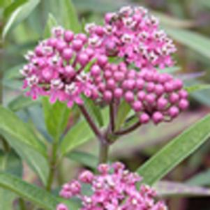 Asclepias incarnata