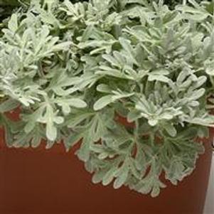 Artemesia stelleriana Silver Brocade