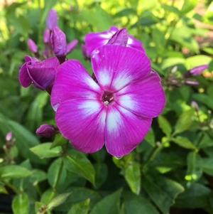 Phlox paniculata Laura
