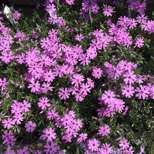 Phlox subulata Fort Hill
