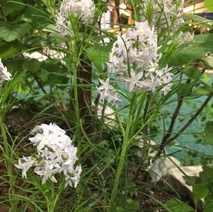 Amsonia hubrichtii