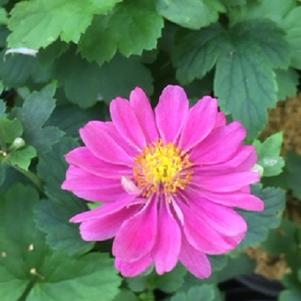 Anemone hupehensis var. japonica Pamina