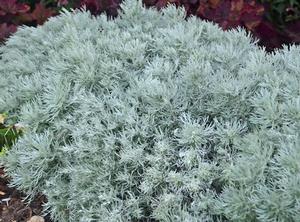Artemesia schmidtiana Silver Mound
