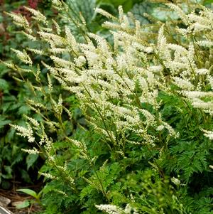 Aruncus aethusifolius