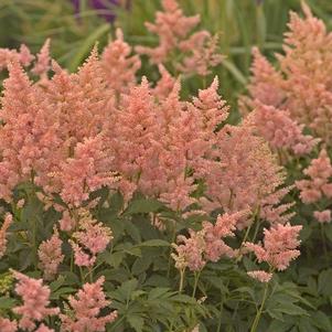 Astilbe x rosea Peach Blossom