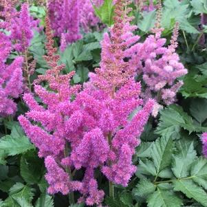 Astilbe chinensis Visions