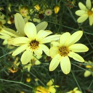 Coreopsis verticillata Moonbeam
