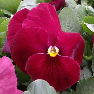 Pansy Delta Pure Rose