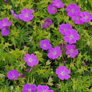 Geranium sanguineum New Hampshire Purple