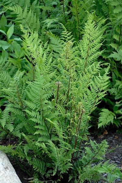 Athyrium filix-femina var. angustum (Lady in Red Fern)