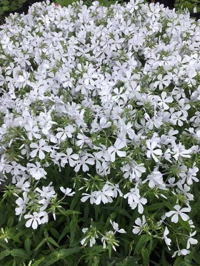 Phlox divaricata ()