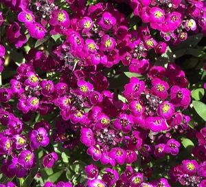 Alyssum ()