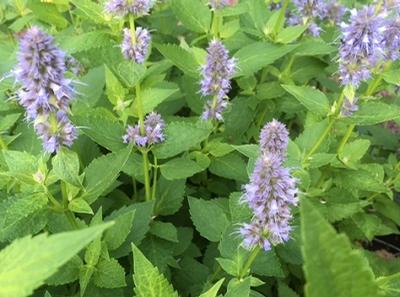 Agastache x (Giant Hyssop)