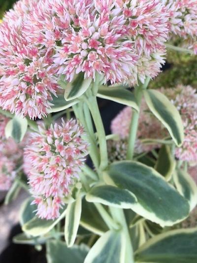 Sedum telephium (Stonecrop)