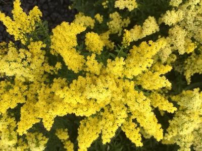 Solidago (Wrinkleleaf Goldenrod)