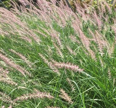 Pennisetum orietale (Fountain Grass)